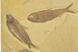 Shale With Six Fossil Fish (Knightia) - Wyoming #320382-2